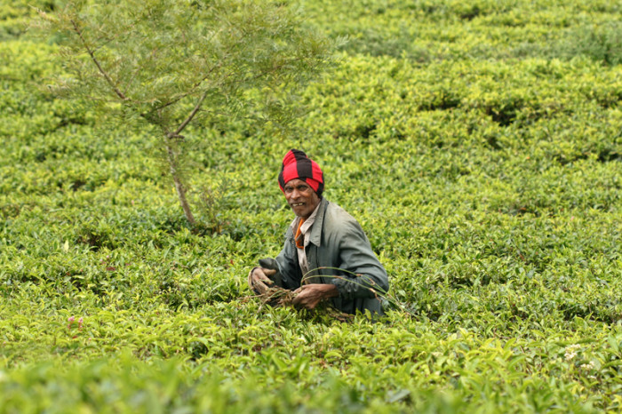 Boh čaju. Srí Lanka