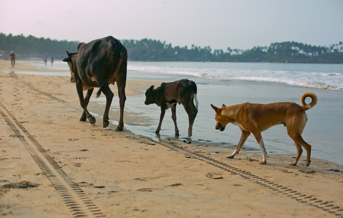 palolem_beach, Goa, India