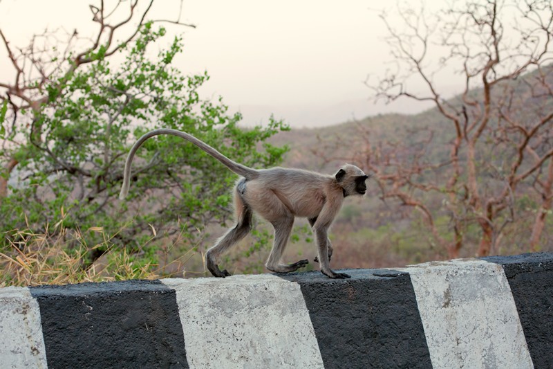 Abu Road, opice, rajastan, India