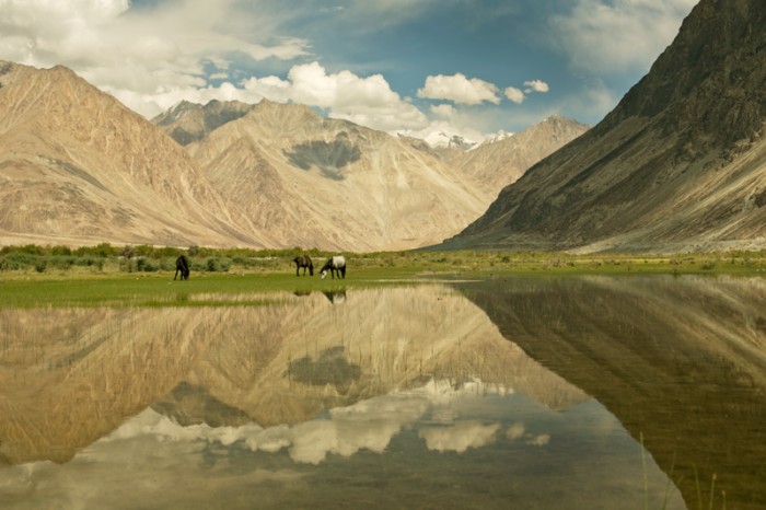 Nubra valley. Ladakh, India