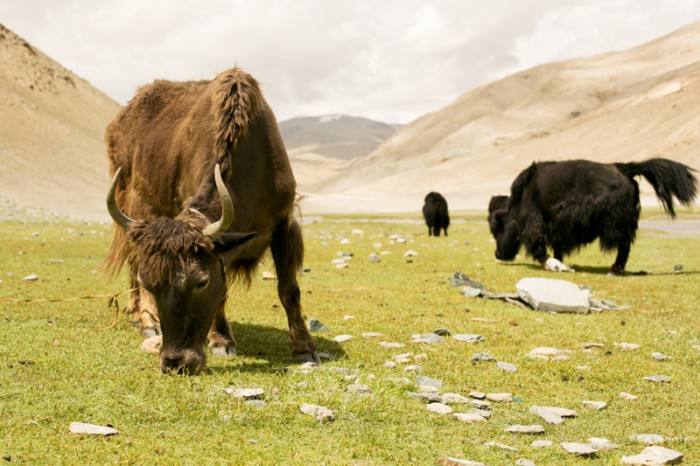 Dzo a yak - zvieratá Ladakhu